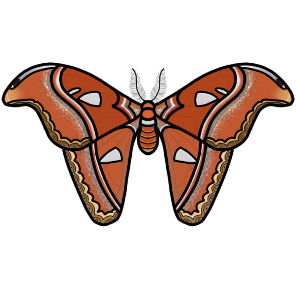 An Atlas moth from a view where you can see its wings spread out.